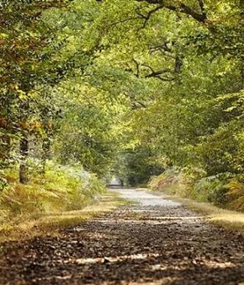 Chemin bordé de haies bocagères, typique du Bocage vendéen